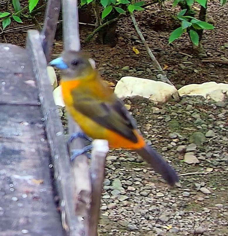 Flame-rumped Tanager