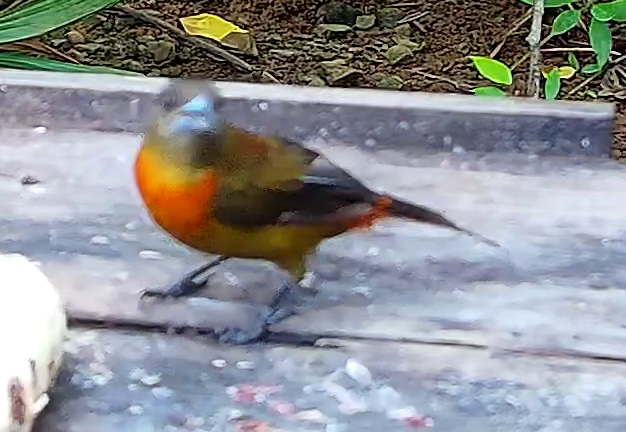 Flame-rumped Tanager