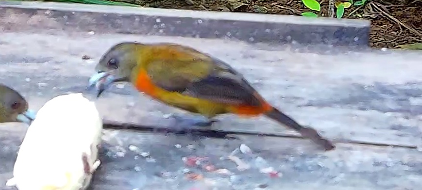 Flame-rumped Tanager