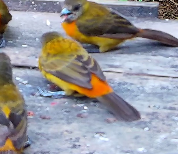 Flame-rumped Tanager