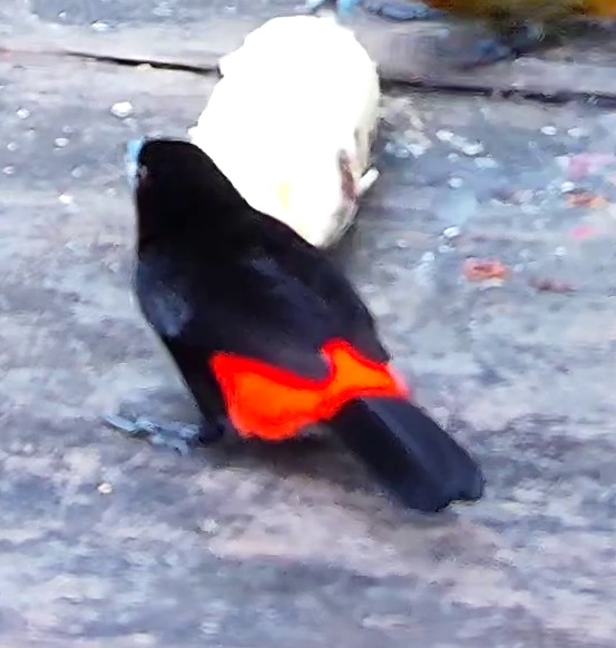 Flame-rumped Tanager