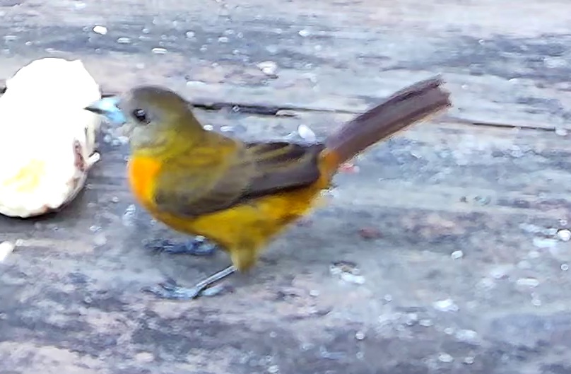 Flame-rumped Tanager