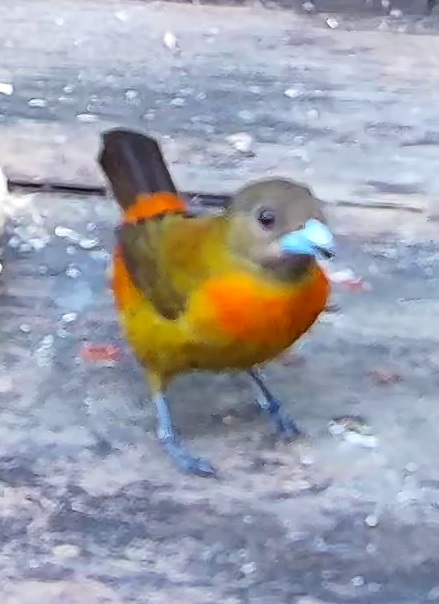 Flame-rumped Tanager