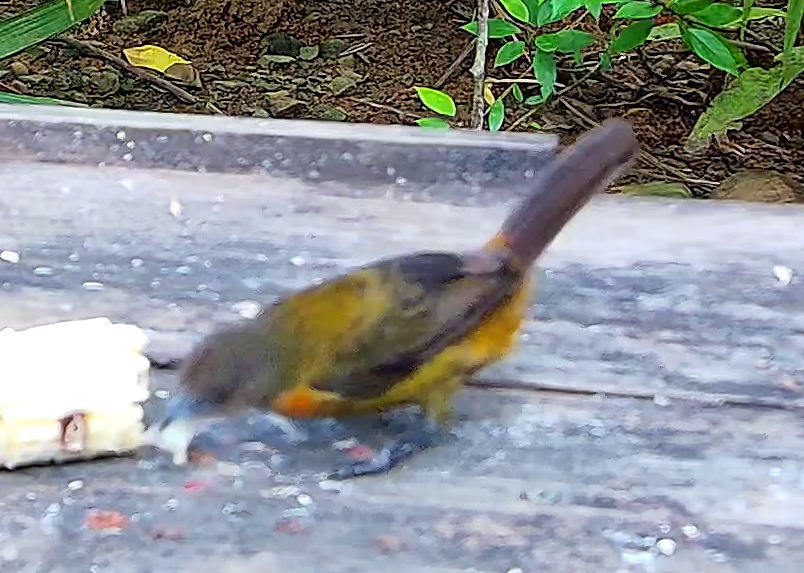 Crimson-backed tanager