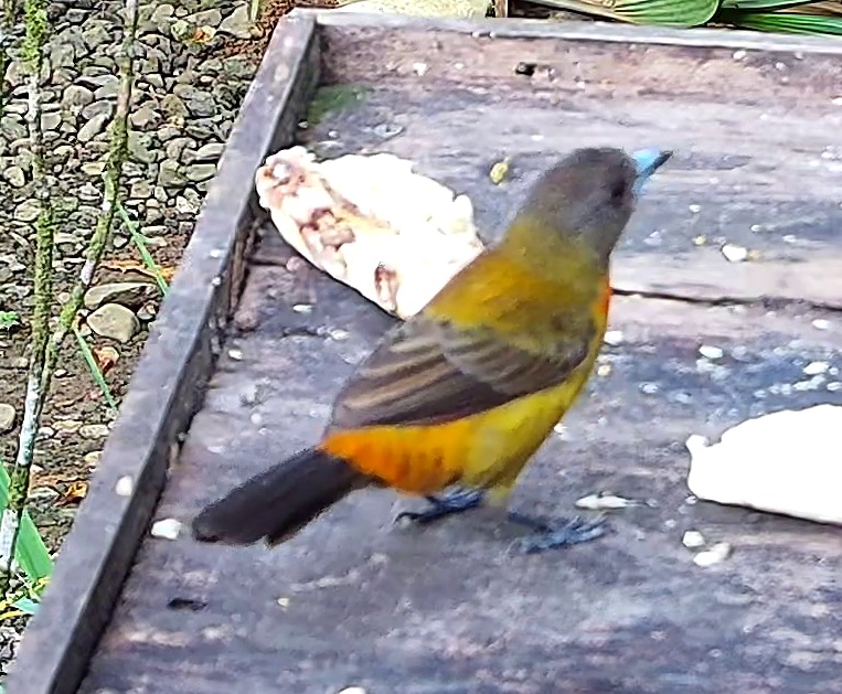 Flame-rumped Tanager
