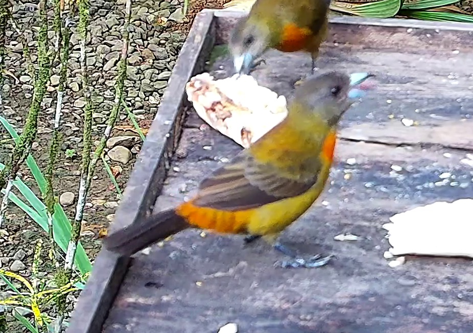 Flame-rumped Tanager