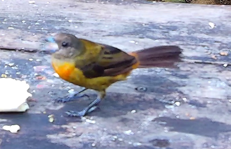 Olive-backed tanager