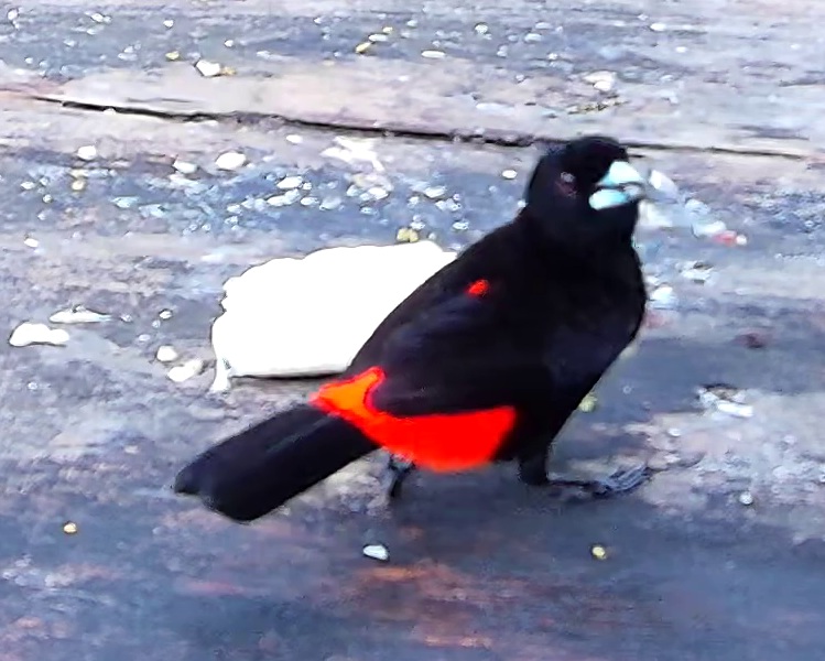 Flame-rumped Tanager