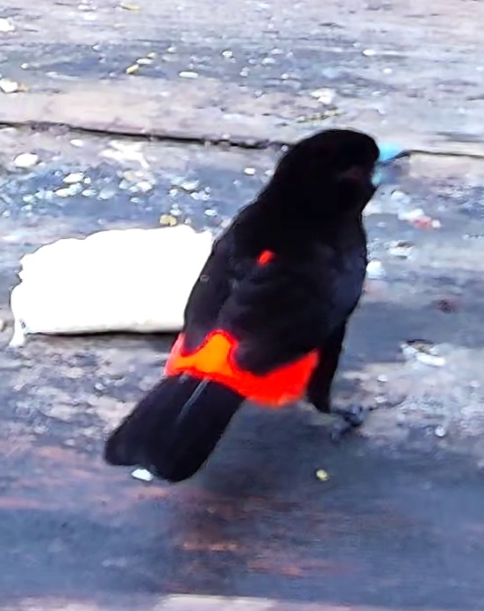 Flame-rumped Tanager