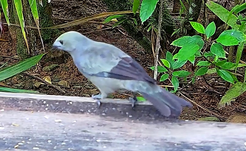 Blue-gray tanager