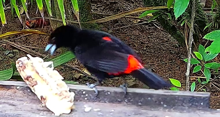 Flame-rumped Tanager
