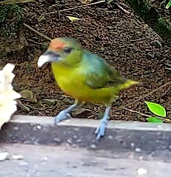 Scrub Euphonia