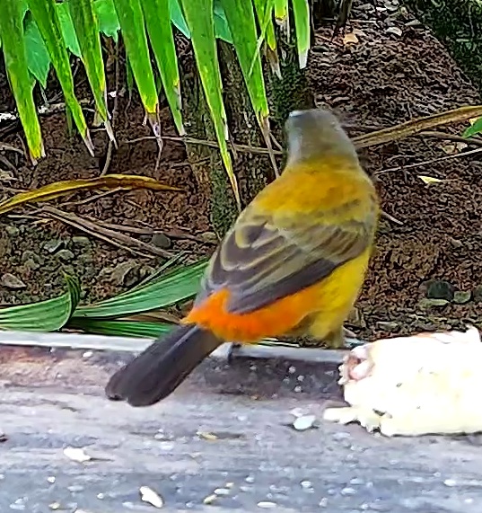 Palm tanager