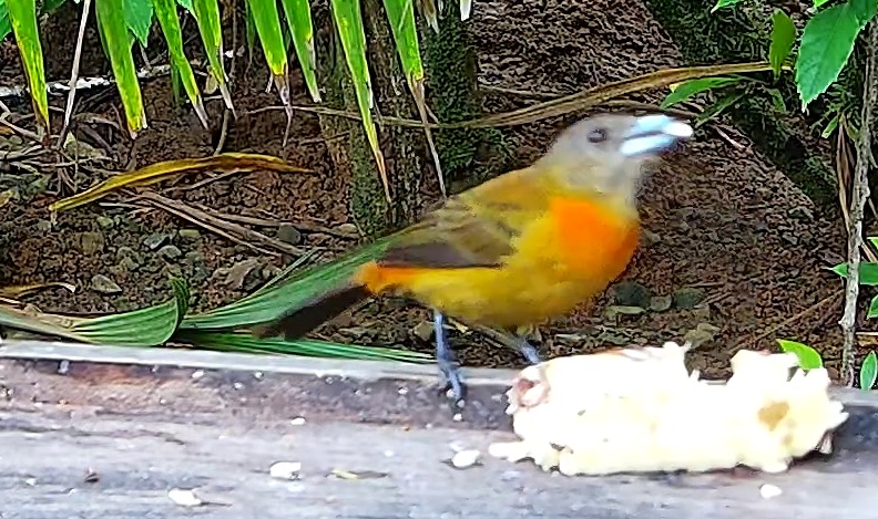 Flame-rumped Tanager