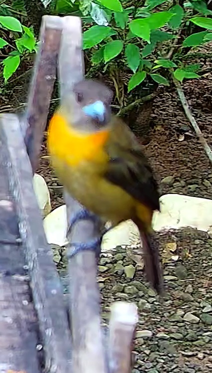 Passerini's Tanager