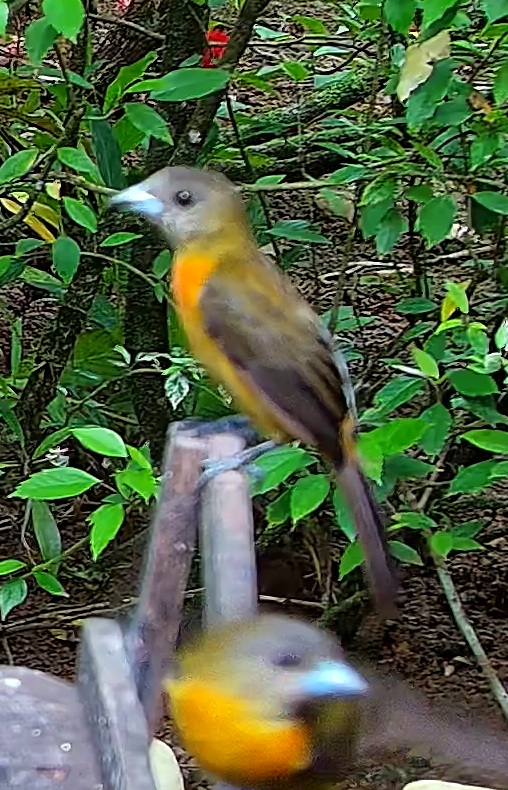 Flame-rumped Tanager