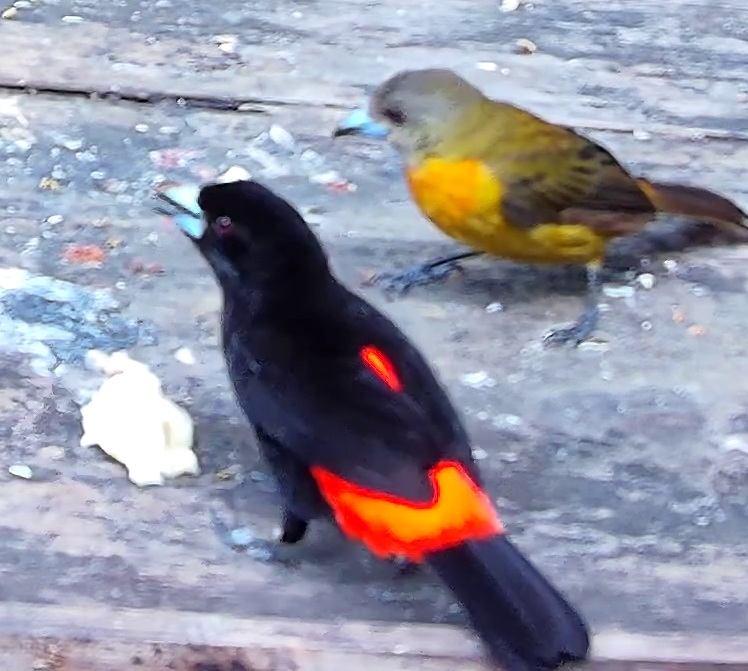 Flame-rumped Tanager