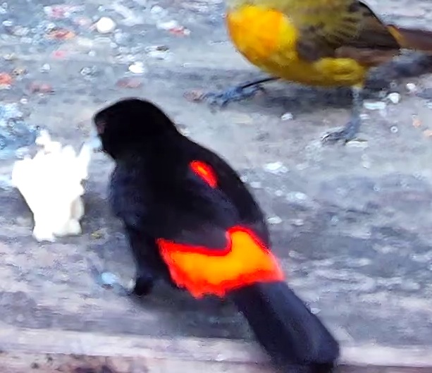 Flame-rumped Tanager