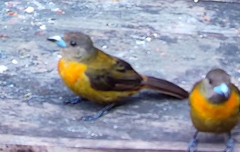 Scarlet-rumped Tanager