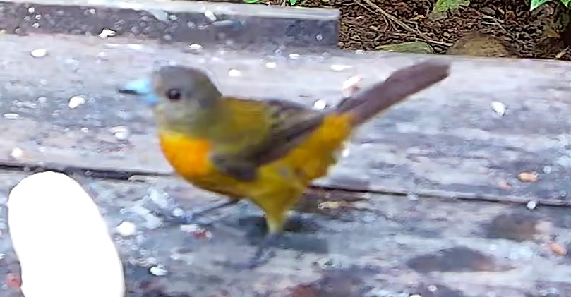 Flame-rumped Tanager