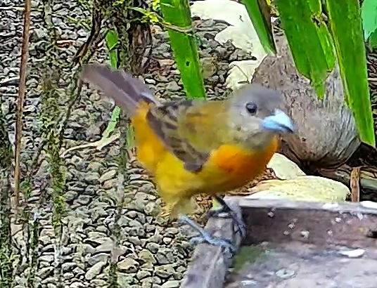 Flame-rumped Tanager