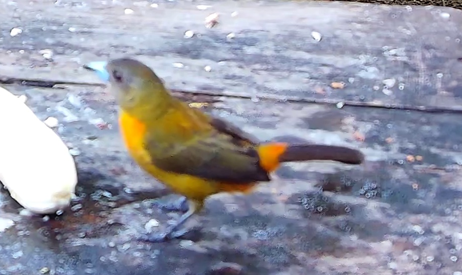 Flame-rumped Tanager