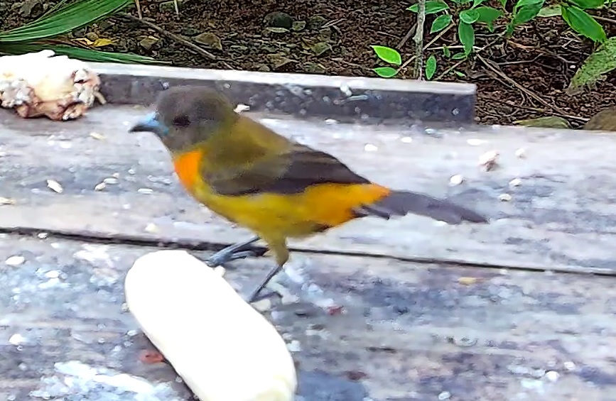 Flame-rumped Tanager