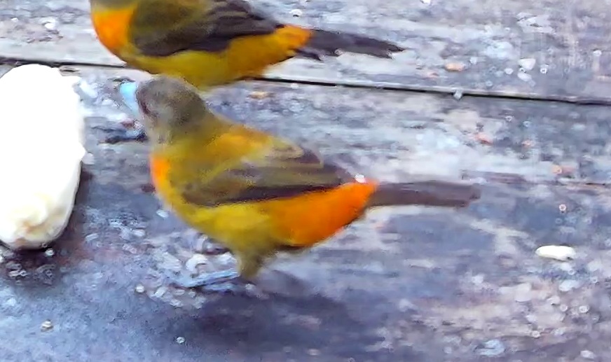 Flame-rumped Tanager