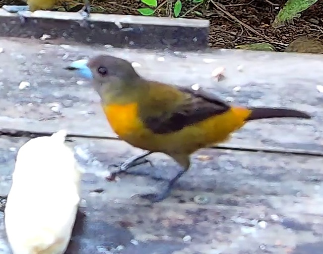 Flame-rumped Tanager