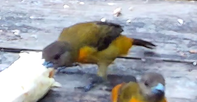 Cherrie's Tanager