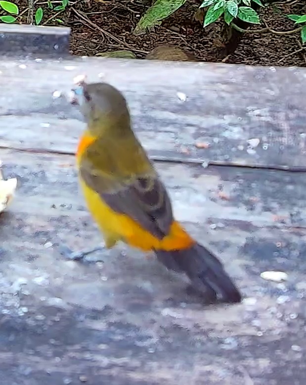 Flame-rumped Tanager