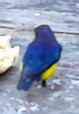 Violaceous Euphonia