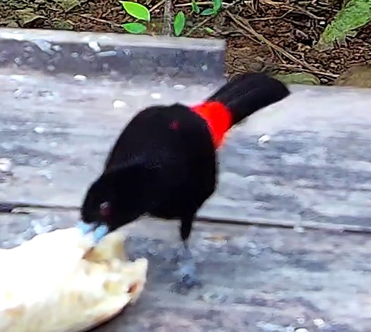 Scarlet-rumped Tanager