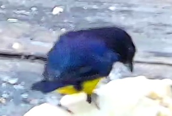 Thick-billed Euphonia