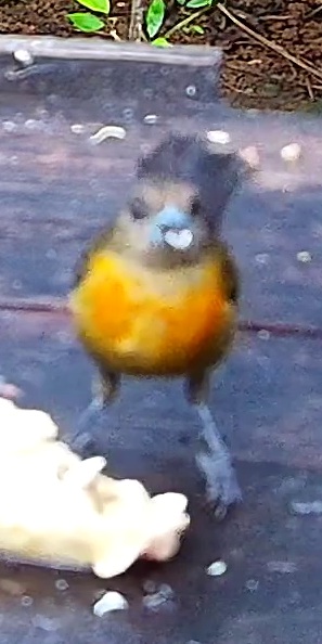 Flame-rumped Tanager