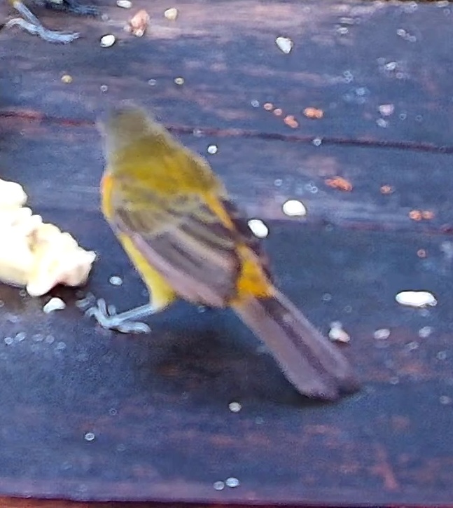Olive-backed tanager