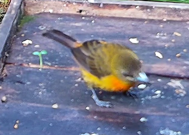 Flame-rumped Tanager