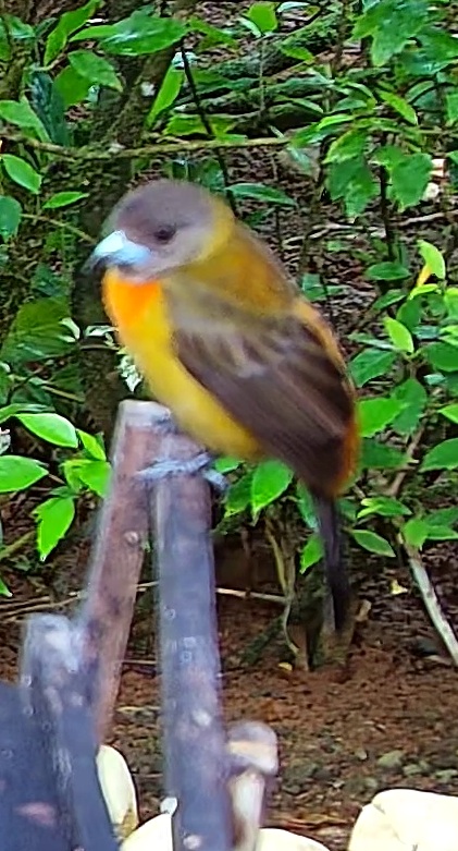 Flame-rumped Tanager