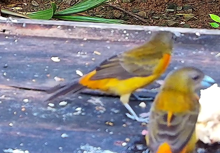 Flame-rumped Tanager