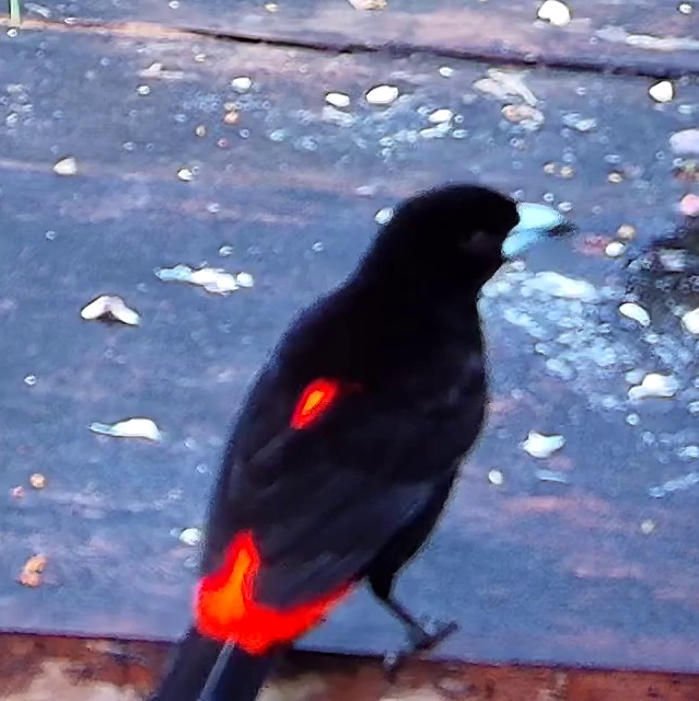 Flame-rumped Tanager