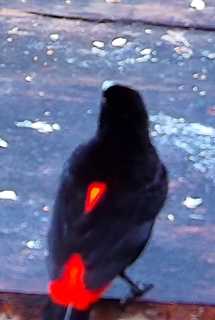 Scarlet-rumped Tanager