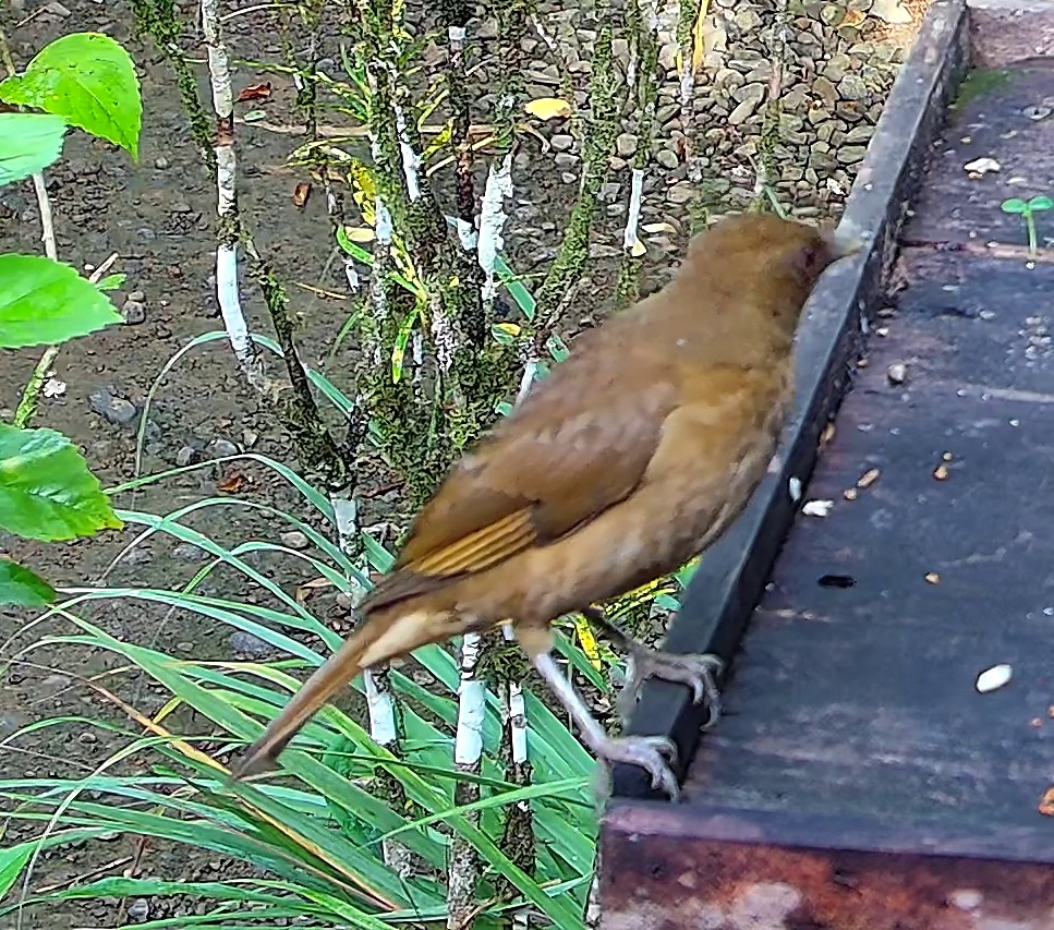 Clay-colored thrush