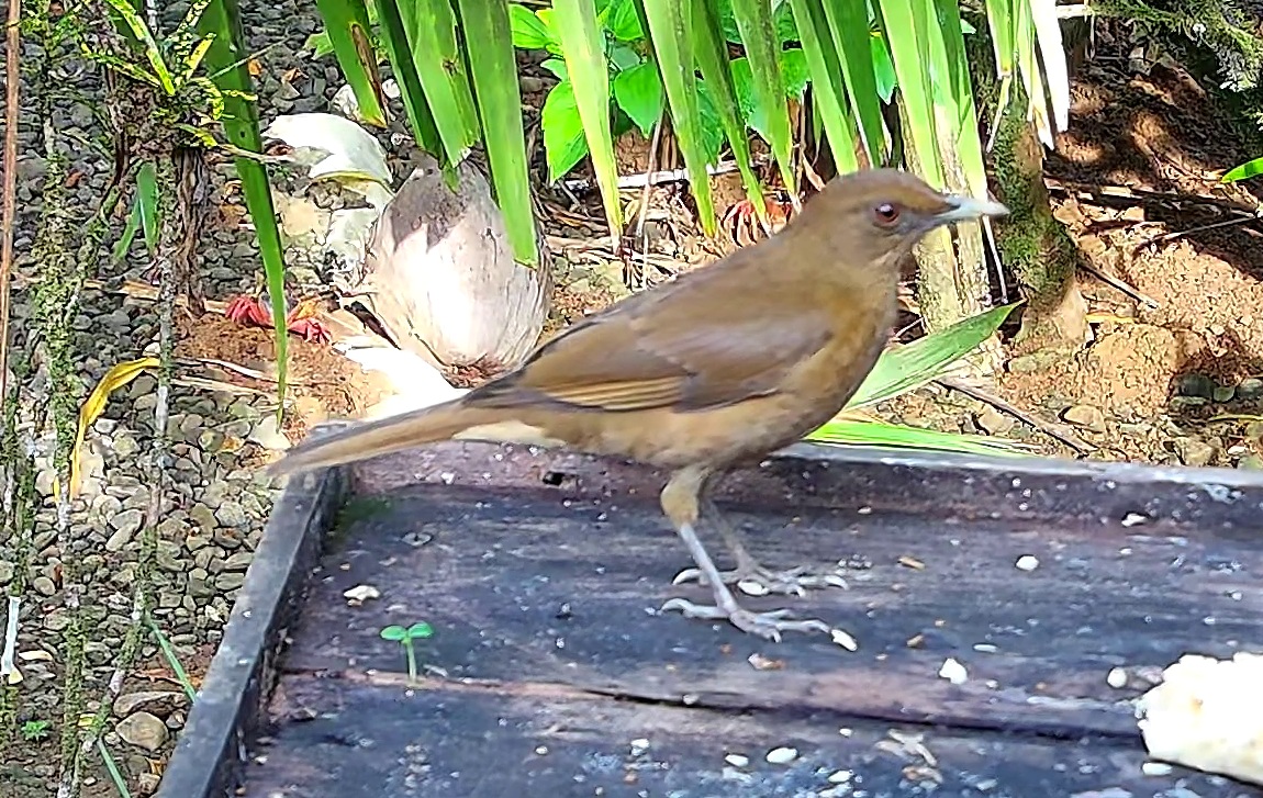 Clay-colored thrush