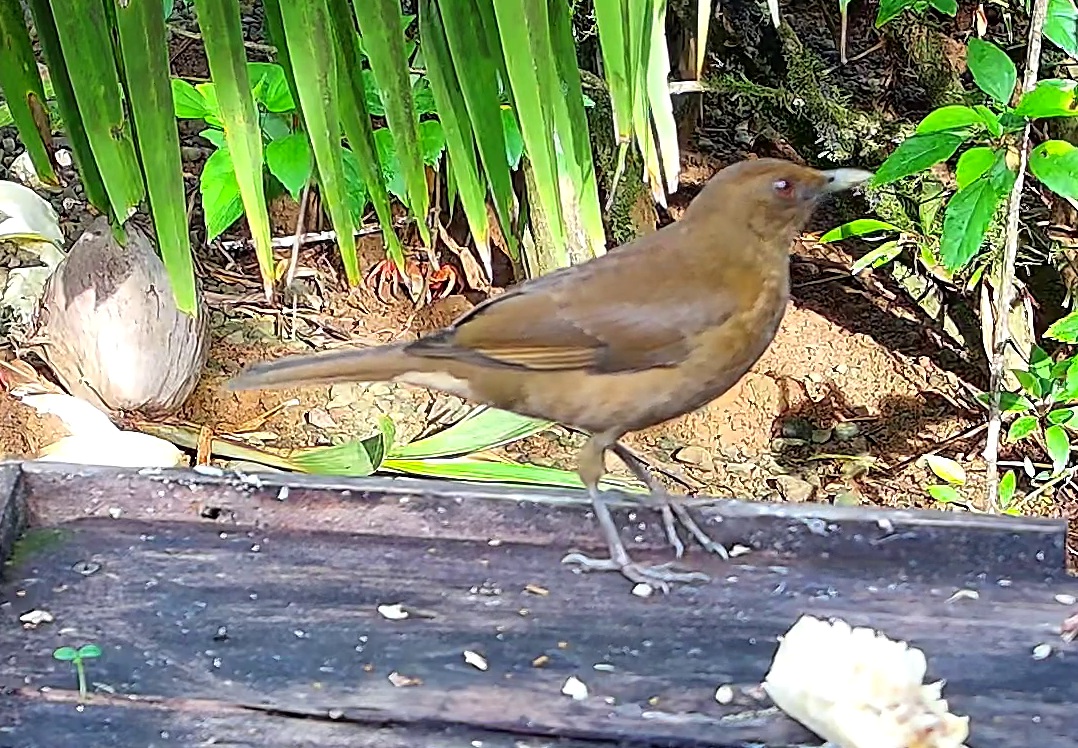 Clay-colored thrush