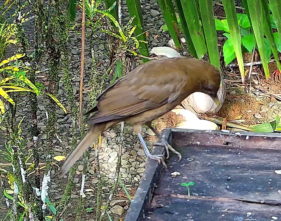 Clay-colored thrush