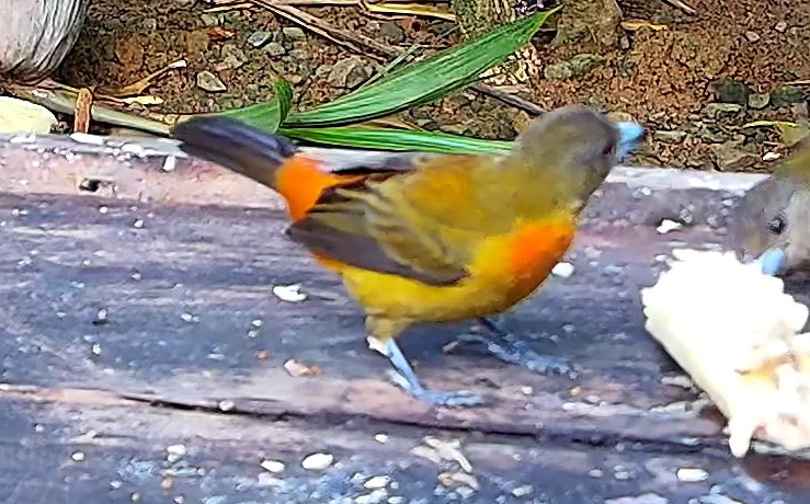 Passerini's Tanager
