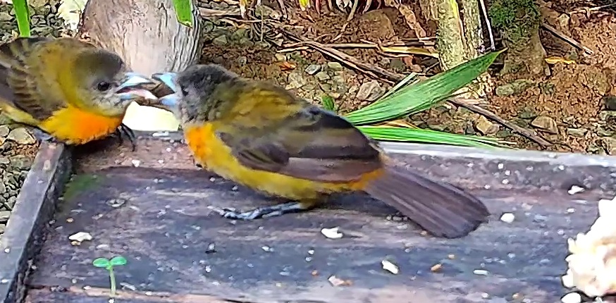 Flame-rumped Tanager