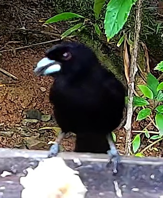 Flame-rumped Tanager