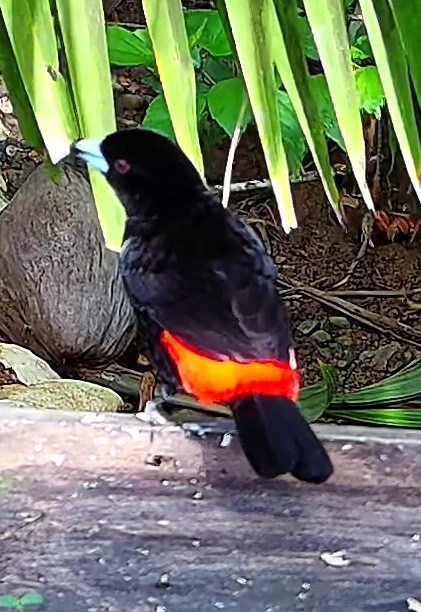Scarlet-rumped Tanager