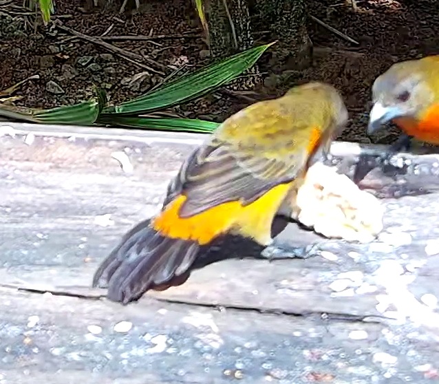 Flame-rumped Tanager